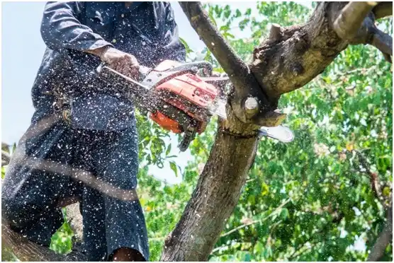 tree services Port Trevorton